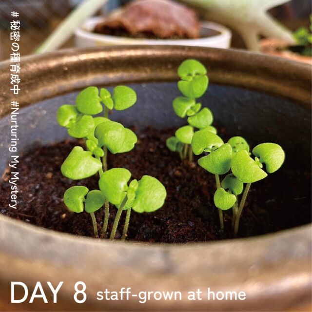 .
別のスタッフが自宅で育てている8日目🍀
事務所の植物が、日光を求めて伸びているので、自宅のものは完全に屋外で育ててみました。
.
猛暑日もまだまだありますが、日焼けすることなくすくすく育っています。
育ててくださっている方、成長具合はいかがでしょうか。

ぜひストーリでも構いませんので、ハニカムラボをメンションして、ご投稿ください♪
枯れてしまった。。とい方はお気軽にDMまたは下記の電話番号にお電話ください✨
種を多めに無料でお送り致します。
――――――――――――――――――――――――

リノベーションのご相談はDMにてお気軽に♪@honeycomb.labo_renovation
HPやお電話にてのお問い合わせも受け付けております。
📞06-6572-5335（9:00-18:00PM 日曜日定休）

あたたかい場をつくろう
#ハニカムラボラトリー

――――――――――――――――――――――――

#秘密の種育成中　#nurturingmymystery